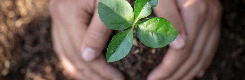 Environmentally-friendly burials from Trinity Funeral